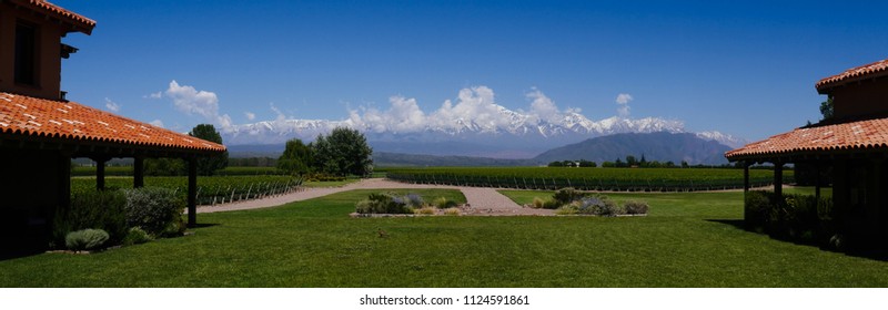 Mendoza Vineyard Argentina