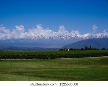 Mendoza Vineyard, Argentina