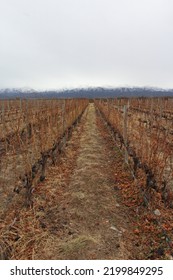 Mendoza Vineyard Landscape Andes Mountains