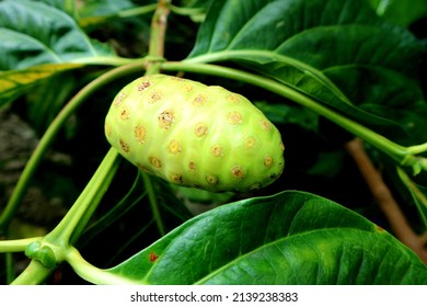 'Mengkudu' Or Noni Fruit Juice Can Be Used As Herbal Medicine For Diabetes, Cholesterol, Anti-oxidants And Arthritis