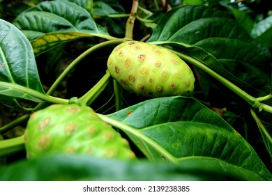 'Mengkudu' Or Noni Fruit Juice Can Be Used As Herbal Medicine For Diabetes, Cholesterol, Anti-oxidants And Arthritis