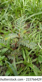 Meniran (Phyllanthus Uncinaria) Is One Type Of Plant That Has A Rounded Upright Stem, The Plant Height Can Reach More Than One Meter In Fertile Soil Conditions.