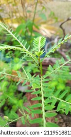 Meniran Or Phyllanthus Urinaria Is One Type Of Plant That Has A Rounded Upright Stem Shape, The Plant Height Can Reach More Than One Meter In Fertile Soil Conditions.