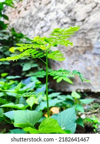 Meniran Or Phyllanthus Urinaria Is One Type Of Plant That Has A Round, Upright Stem Shape, The Plant Height Can Reach More Than One Meter In Fertile Soil Conditions