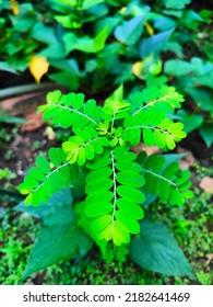 Meniran Or Phyllanthus Urinaria Is One Type Of Plant That Has A Round, Upright Stem Shape, The Plant Height Can Reach More Than One Meter In Fertile Soil Conditions