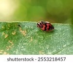 Menochilus sexmaculatus (Fabricius, 1781) Ladybugs (Coleoptera: Coccinellidae) have diverse eating habits and live a diverse life. Common predator of pea aphids, Aphis craccivora Koch. Ladybug mating.