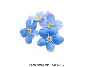 Forget Me Not Flower Border High Res Stock Images Shutterstock