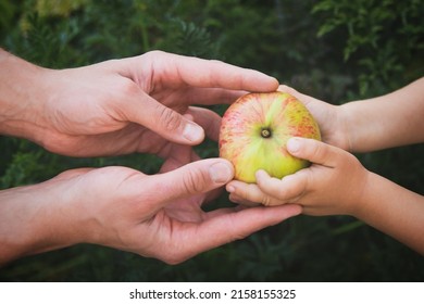 Men's and children's hands hold an red apple. Concept: autumn harvest, the principle of proper nutrition, taking care of children's health