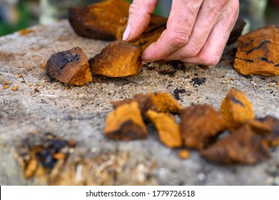 men's hands with an axe chop into pieces peeled mushroom chaga birch mushroom in the fresh air. step by step