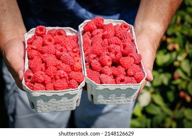 Men's hands full with raspberry berries. Red raspberries  in paper box in garden, close up.  