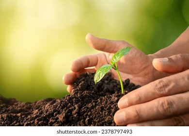 men's hands growing seedlings growing sprout trees and nurturing trees growing on fertile soil for a greener future.