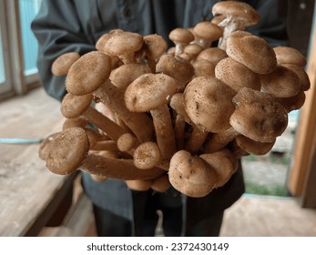 Men's hands hold and stretch fresh mushrooms into the camera. Mushroom season.