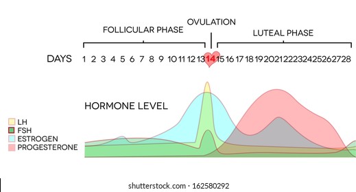 Menstrual cycle hormone level. Average menstrual cycle. Follicular phase, Ovulation, luteal phase.