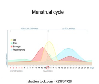 Estrogen Progesterone Cycle Chart
