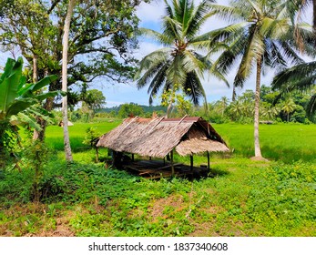 MENTAWAI ISLAND, WEST SUMATERA, INDONESIA - OCTOBER 20th, 2020 - A Farmer's Hut In A Rice Field Surrounded By Coconut Trees