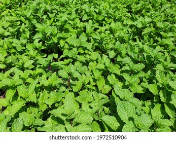 Mentha Cordifolia Opiz Or Mentha × Piperita L. Is A Plant Used As A Savory Flavor And As A Spice. At Present, It Is Used To Distill Mint Oil And Separate Menthol.