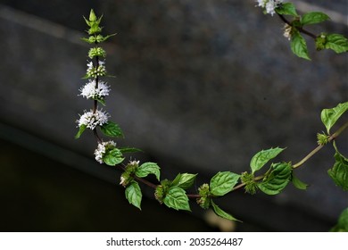 Mentha Spicata, The Garden Mint.