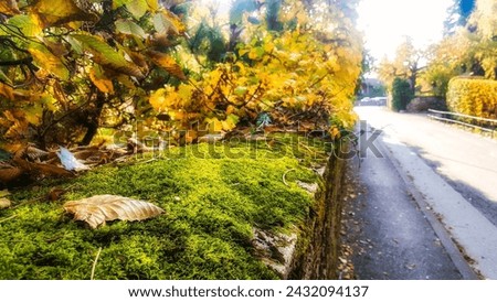 Menthon Saint Bernard, France - October 19, 2015: Idylic moss is growing on a wall, in fall, leave fallen on it