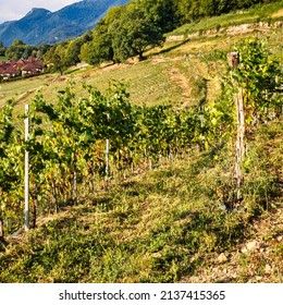 Menthon Saint Bernard, France - September 10 2020 : On A Slope In The Mountains A Vine Yard Has Been Created With Rows Of Plants On Lines