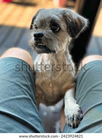 Menthon saint Bernard, France - September 12 2021 : a small fluffy shih tzu dog is staring at food and making eye contact to beg for something