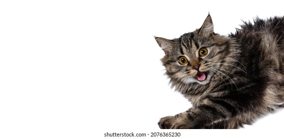 Meow. Close-up portrait of beautiful Siberian Cat posing isolated on white studio background. Concept of domestic animal life, pets, friend, love, comfort and care concept. Copy space for ad