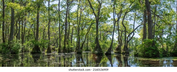 Merchant's Millpond State Park in northeastern North Carolina in late May. Dominant trees are water tupelo (Nyssa aquatica) and baldcypress (Taxodium distichum).  - Shutterstock ID 2160136909