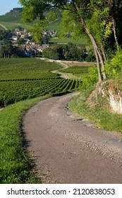 Mercurey has 650 ha of vineyards and is the most important viticultural community in Burgundy. France. 