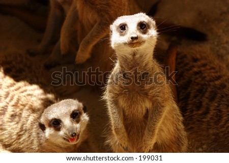 merecats