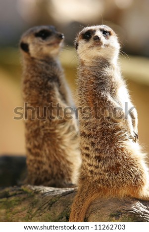 Merekats
