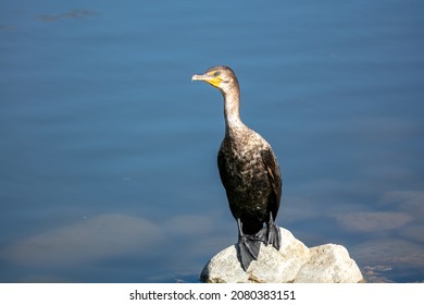 Merganser At A Lake Standing On A Rock Sunning Drying And Performing  Thermoregulation To Control Its Temperature 