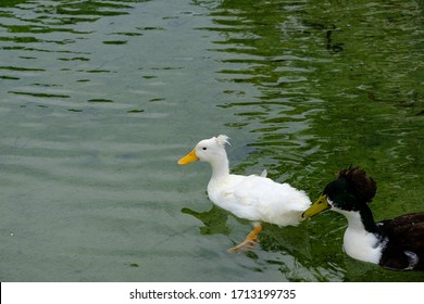 Merganser Swims In A Pond, Mergus Serrator