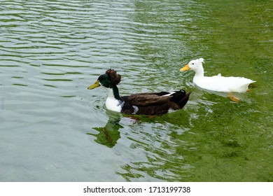 Merganser Swims In A Pond, Mergus Serrator