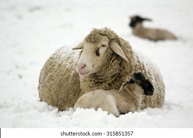 Merino Sheep