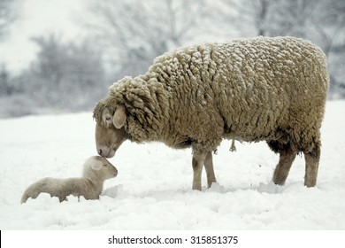 Merino Sheep