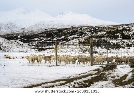 Merino sheep behind the farm gate in winter. Snow-capped mountain and farmland at Ashburton Lakes region. South Island. 