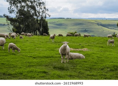 Merino sheep farm pasture country side in midlands