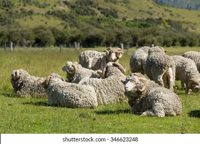 Merino sheep in New Zealand