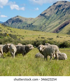 Merino Sheep In New Zealand