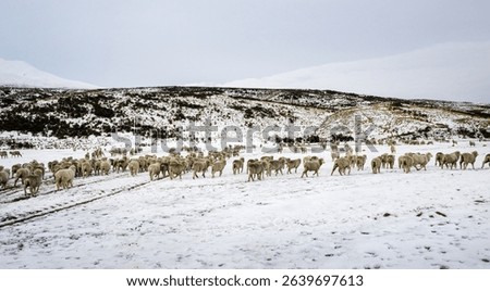 Merino sheep on the move in winter. Snow-covered grassland at Ashburton Lakes region. South Island. New Zealand. 