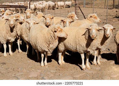 Merino Sheep In A Paddock On A Rural South African Farm
