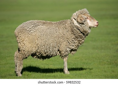 Merino Sheep Standing Lush Green Pasture Stock Photo (edit Now) 56046286