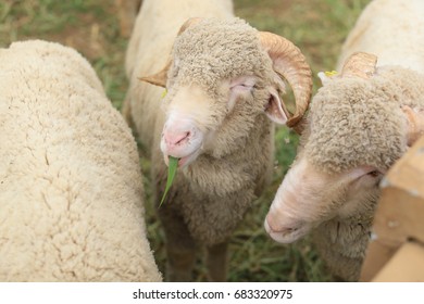 Australian Merino Wool Images, Stock & | Shutterstock