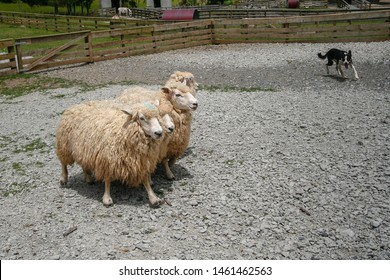 Merino Sheep With Working Dog In Yards On New Zealand Farm