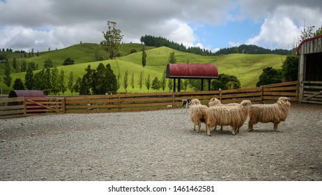 Merino Sheep With Working Dog In Yards On New Zealand Farm