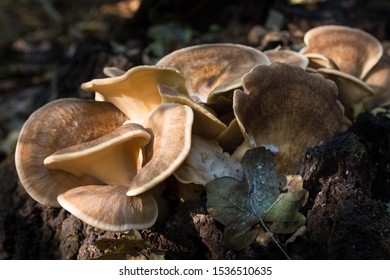 Meripilus Giganteus In The Forest 