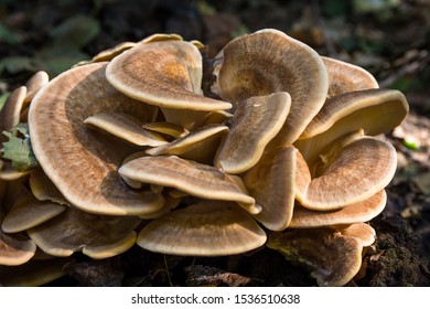 Meripilus Giganteus In The Forest 