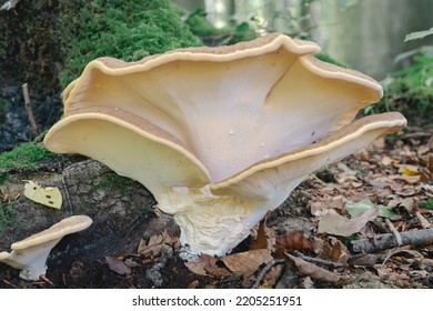 Meripilus Giganteus In The Forest