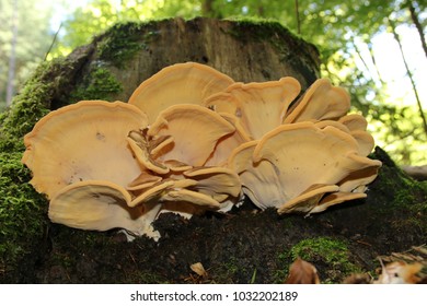 Meripilus Giganteus, Giant Polypore