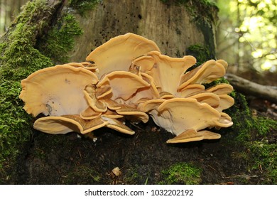 Meripilus Giganteus, Giant Polypore