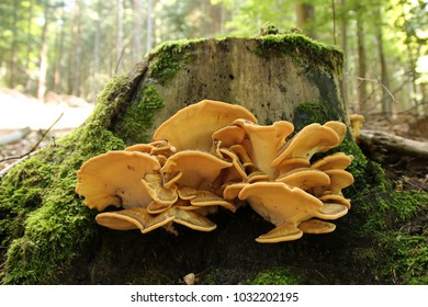 Meripilus Giganteus, Giant Polypore